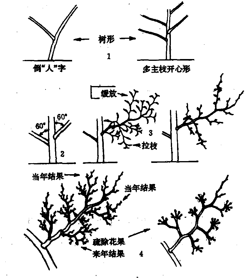 秦酥梨